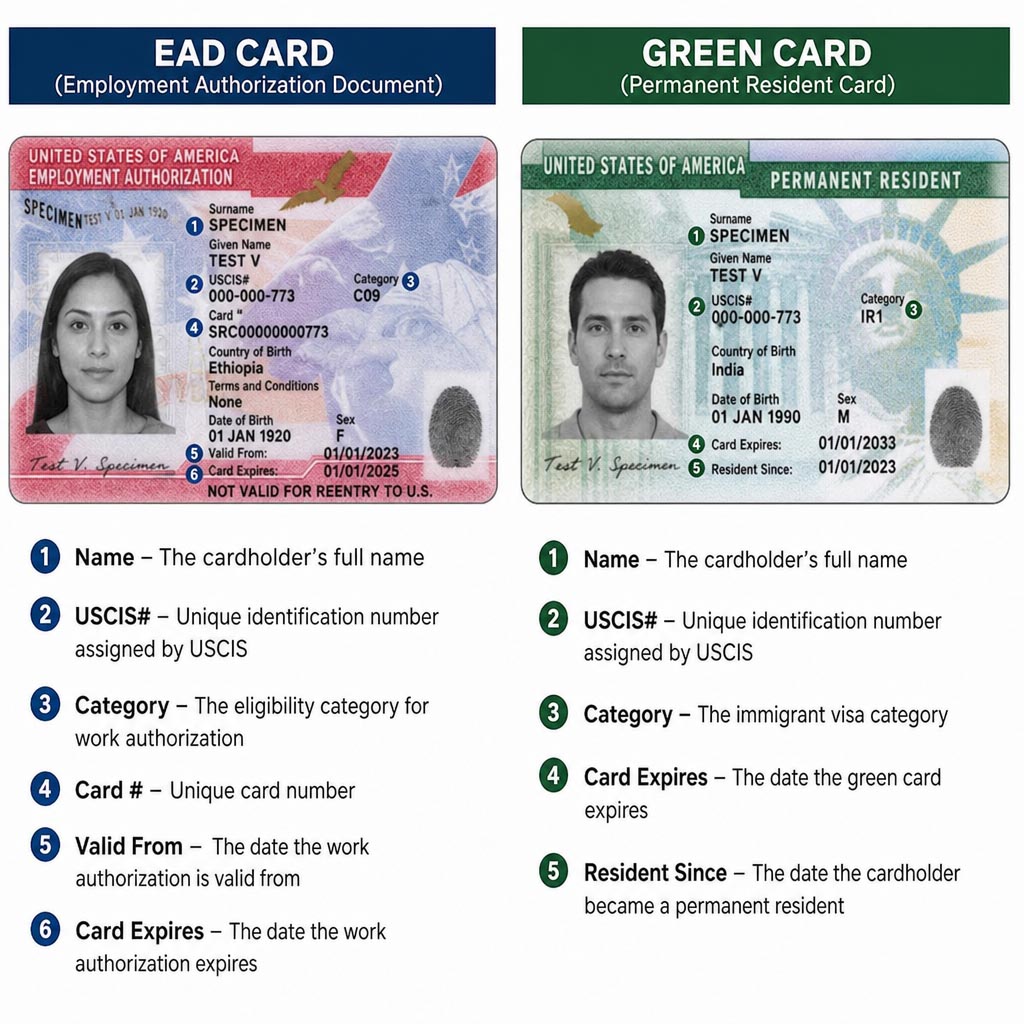 A side-by-side visual of an EAD card and a green card with labels